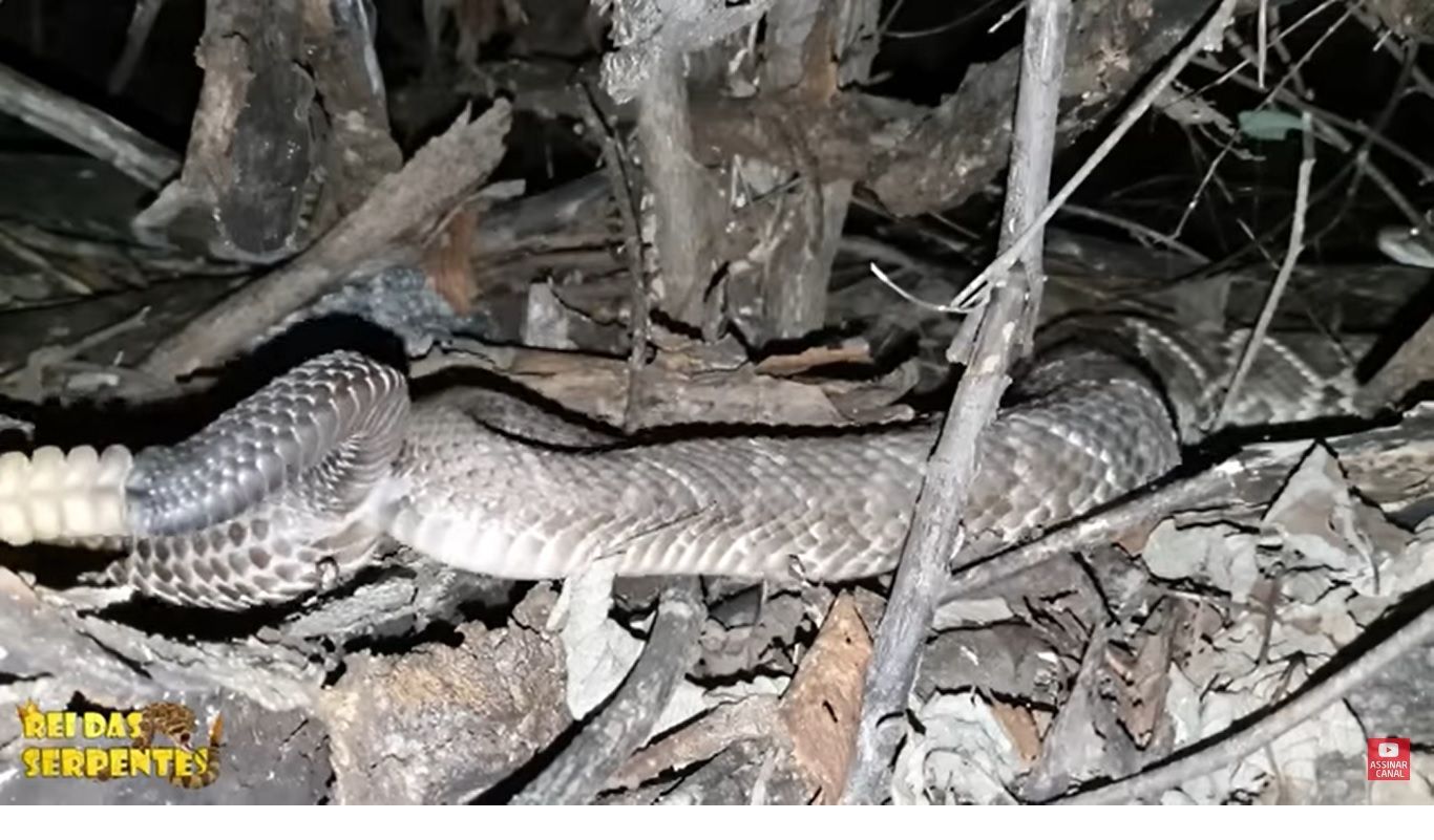 Cobra Cascavel ou cascavel é o nome genérico dado às cobras peçonhentas dos géneros Crotalus e Sistrurus.