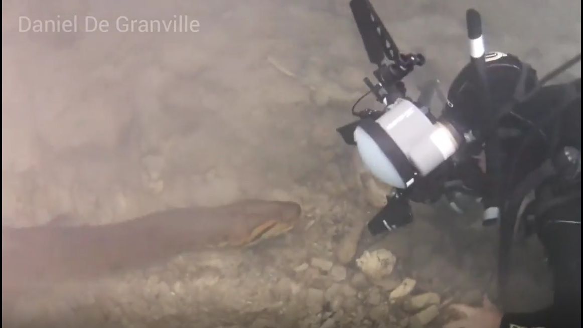 Fotógrafo de frente com a sucuri dentro do rio! É INCRÍVEL O VÍDEO 2 O ser humano é o maior responsável pela morte das cobras sucuris devido ao medo que sentem desta cobra e devido também ao interesse pela pele da sucuri que no comércio internacional é bastante valiosa para o mercado da moda.