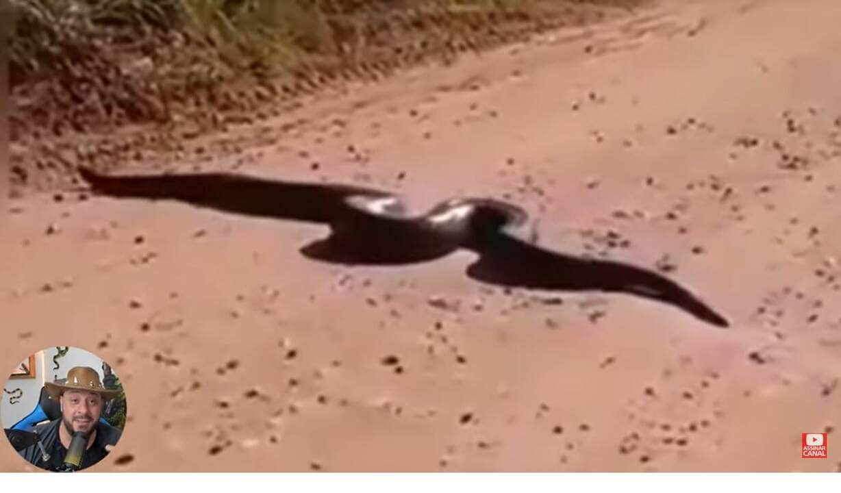 A sucuri é uma cobra da família Boidae, pertencente ao gênero Eunectes e sua distribuição geográfica é restrita à América do Sul.