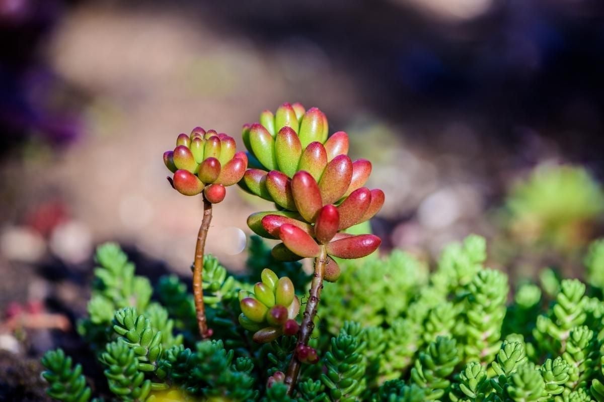 Suculentas suspensa fáceis de cultivar: veja como mantê-las em seu jardim - Fonte/Canva