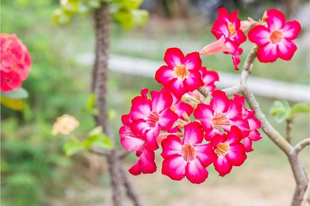 Aprenda a cultivar rosas do deserto em casa: veja o passo a passo que ninguém te contou - Fonte/Canva