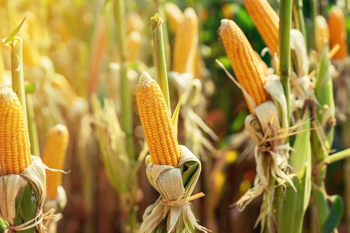 Mesmo com destaque ao milho, ambas as culturas tiveram em 2022 saldo histórico, recordes para suas séries históricas