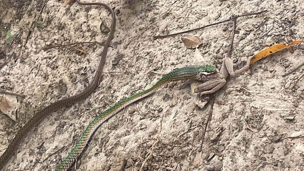 Cobra-cipó é o nome popular das serpentes (as serpentes, também chamadas ofídios, cobras, mbóis, mboias e malacatifas, são répteis poiquilotérmicos sem patas, pertencentes à subordem Serpentes, ou Ophidia