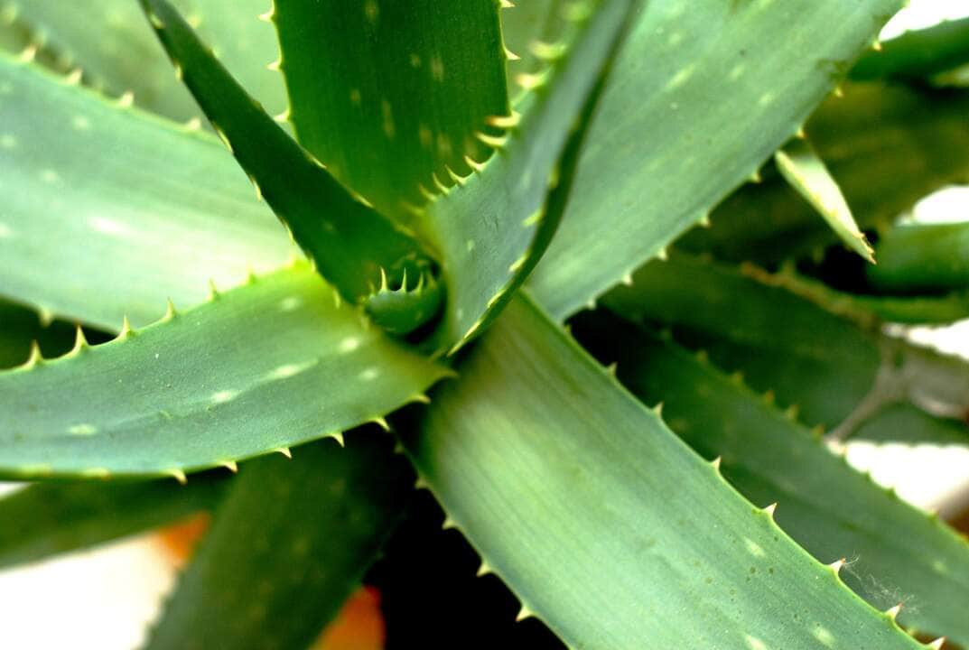 Quer descobrir quais são os melhores remédios caseiros com aloe vera?
