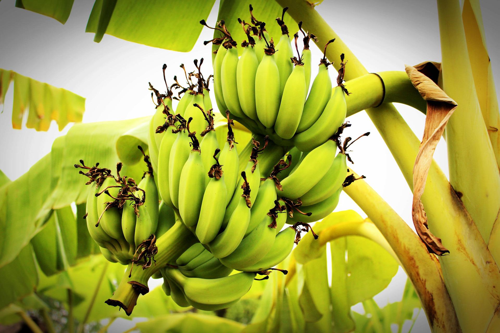 Você sabia que banana verde previne diferentes tipos de câncer?