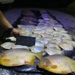 batalhao ambiental da pm apreende 45 quilos de pescado irregular durante fiscalizacao
