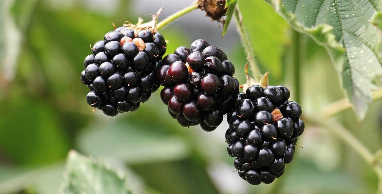 Superalimentos: descubra qual é a fruta ideal para a saúde do seu cérebro