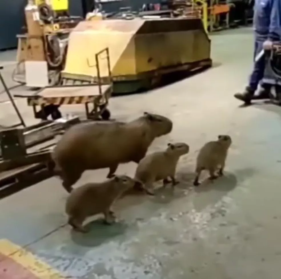 O passeio da capivara e seus filhotes aconteceu no início da semana em uma fábrica, localizada no município de Joinville, no Norte de Santa Catarina (SC).