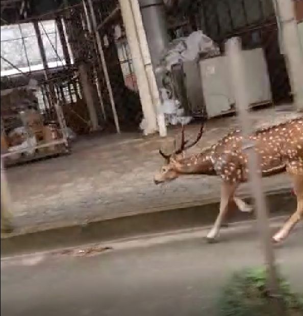 espécie ocorre naturalmente na Índia e foi introduzida em Santa Catarina nas fazendas de caça