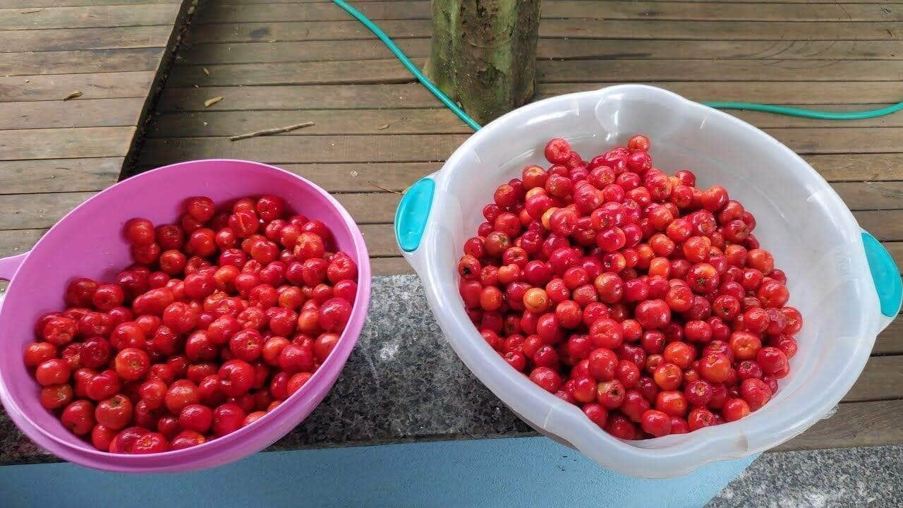 como fazer polpa de acerola