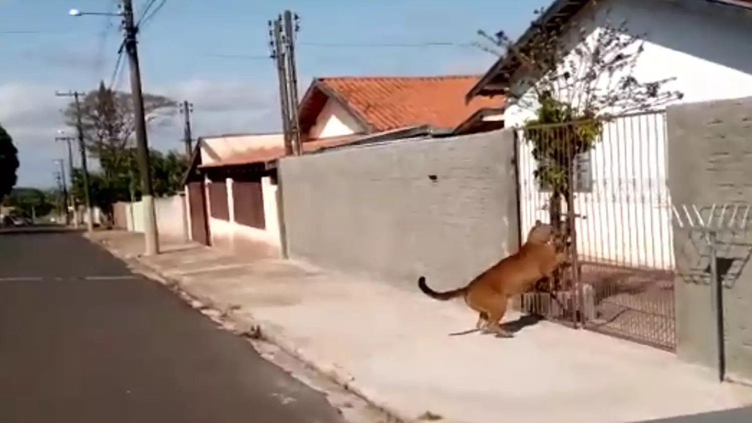 Onça invade cidade e deixa moradores temerosos; VIDEO