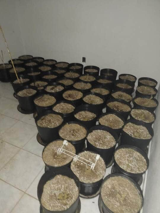 policia militar apreende 70 mudas de maconha no bairro parque atalaia em cuiaba