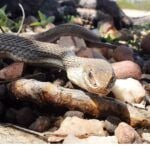 As cobras não mastigam quando comem, elas possuem uma mandíbula flexível, cujas duas partes não estão rigidamente ligadas