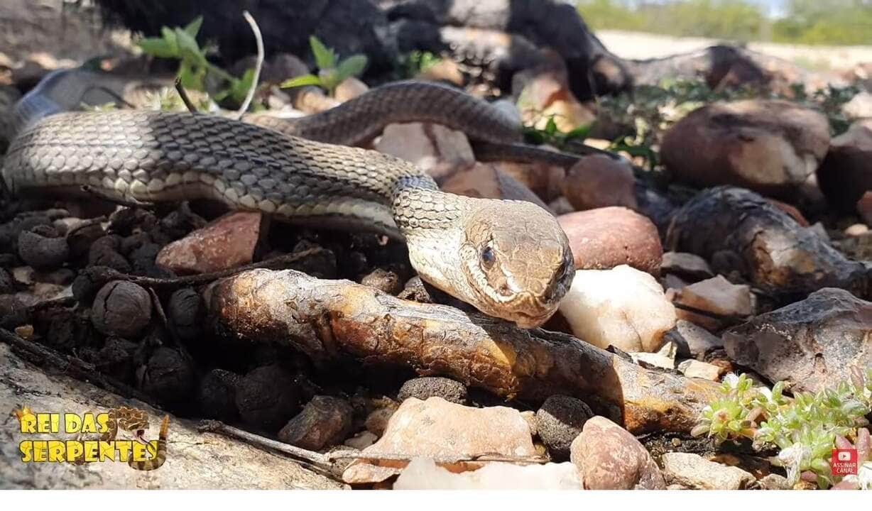 As cobras não mastigam quando comem, elas possuem uma mandíbula flexível, cujas duas partes não estão rigidamente ligadas