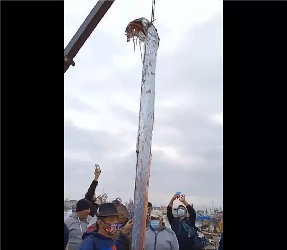 O peixe-remo é conhecido no folclore japonês como o Mensageiro do Palácio do Deus do Mar (Ryugu no tsukai), cuja aparição é presságio de tsunamis/terremotos.