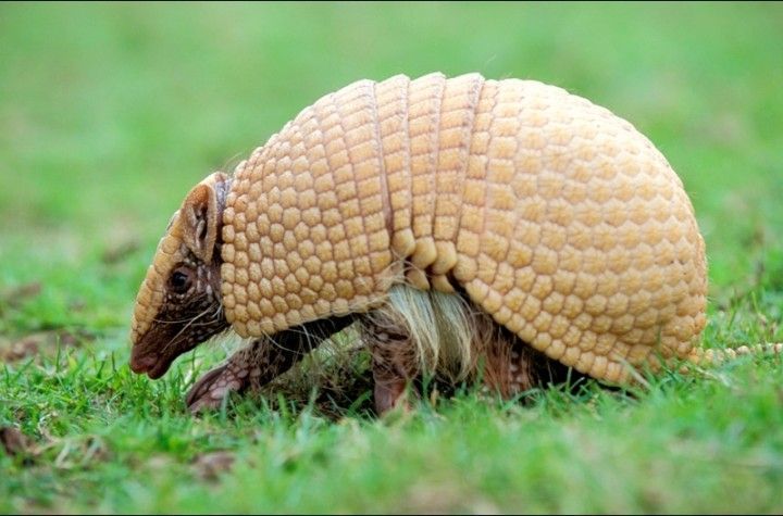 O tatu-bola, que é uma espécie sensível às alterações do meio ambiente, perdeu mais de 50% de seu habitat nos últimos dez anos (Foto: Acervo da Associação Caatinga)