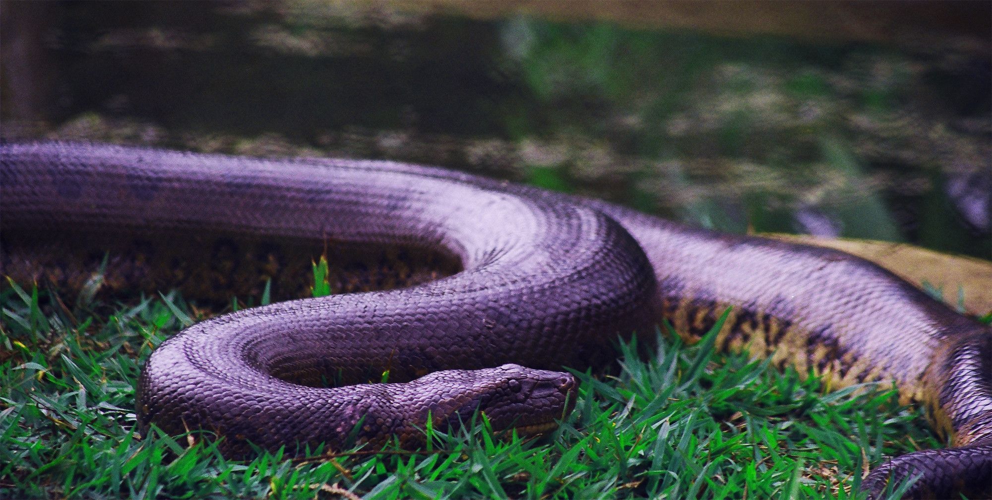 O ser humano é o maior responsável pela morte deste réptil devido ao medo que sentem desta cobra e devido também ao interesse pela pele da sucuri que no comércio internacional é bastante valiosa para o mercado da moda.