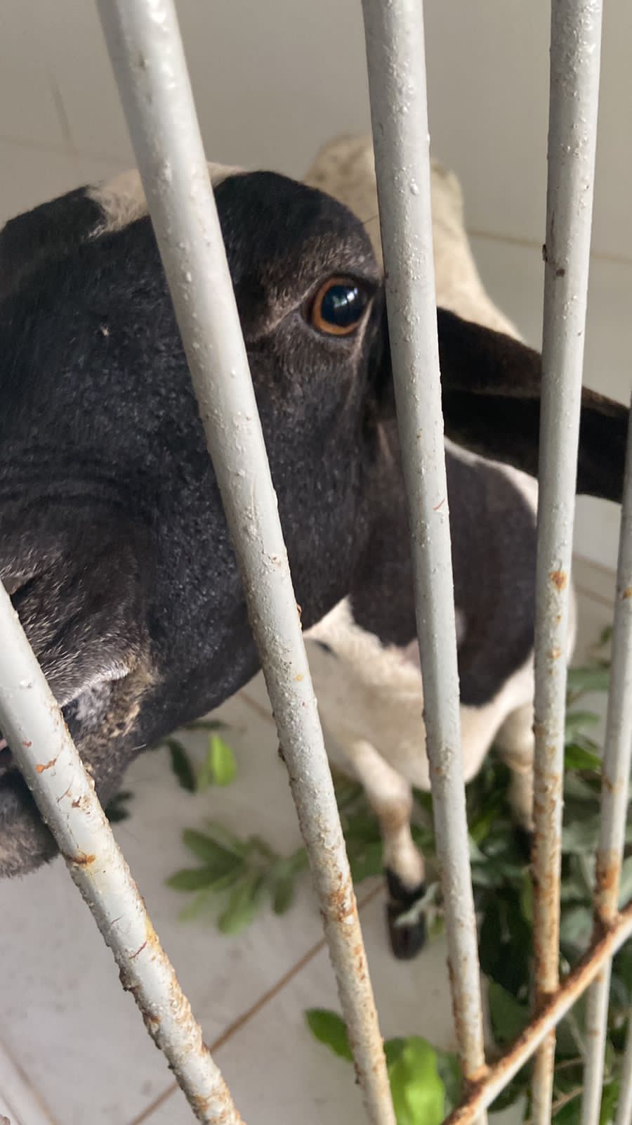 A ovelha está se recuperando bem, com suas atividades fisiológicas normais, se alimentando adequadamente, bebendo água e passeando pelo gramado do hospital. Agora, a preocupação de Érico e sua equipe é localizar o proprietário.