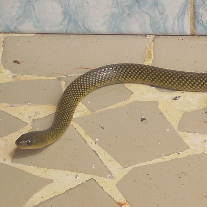 A cobra d'agua ( Liophis miliaris ou Erythrolamprus miliaris ) é uma serpente semiaquática da família Colubridae , encontrada na América do Sul, principalmente no Cerrado e na Mata Atlântica.