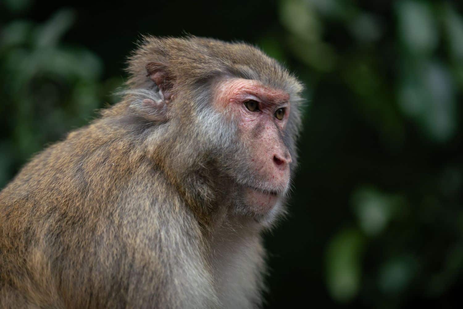 Como é a doença do macaco? Fique por dentro das atualizações