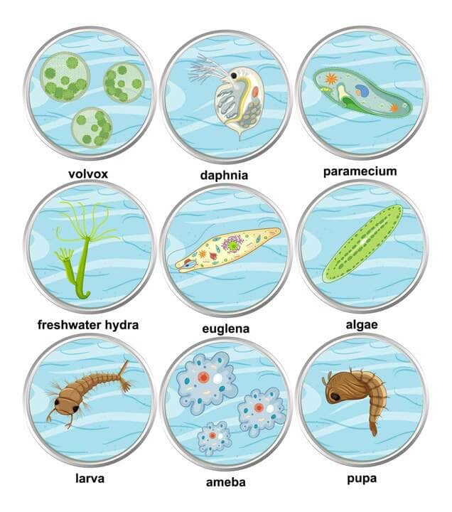 O que é um protozoário e quais são as principais doenças que eles transmitem? Veja nessa leitura breve