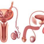 Sistema reprodutor humano: quais doenças podem acometê-lo? Fique esperto com a sua saúde