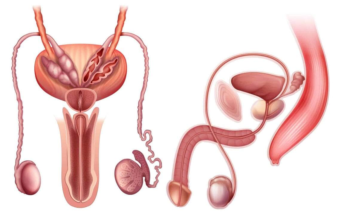 Sistema reprodutor humano: quais doenças podem acometê-lo? Fique esperto com a sua saúde