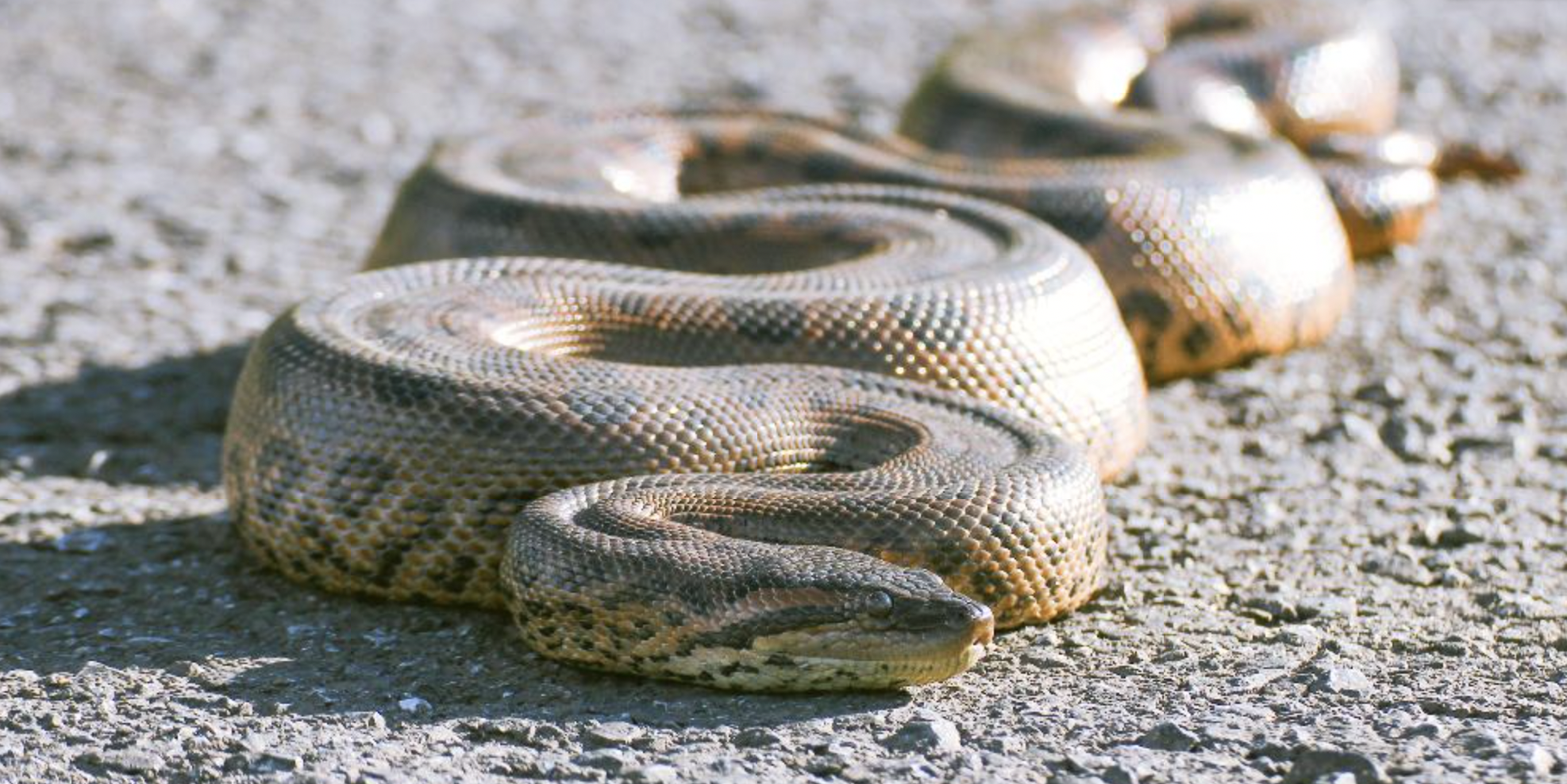 Estas cobras vivem perto de córregos, rios e lagos.