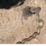 Algumas cobras têm peçonha para matar as suas presas antes de as comerem. Outras matam as suas presas por constrição