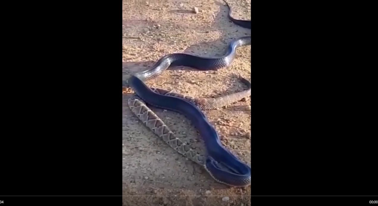 Não foi nada difícil para que uma cobra muçurana  (nome científico: Clelia clelia) simplesmente engolir uma cobra cascavel  (Crotalus e Sistrurus).