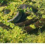 O ser humano é o maior responsável pela morte deste réptil devido ao medo que sentem desta cobra e devido também ao interesse pela pele da sucuri que no comércio internacional é bastante valiosa para o mercado da moda