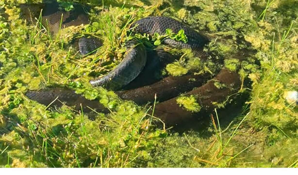 O ser humano é o maior responsável pela morte deste réptil devido ao medo que sentem desta cobra e devido também ao interesse pela pele da sucuri que no comércio internacional é bastante valiosa para o mercado da moda