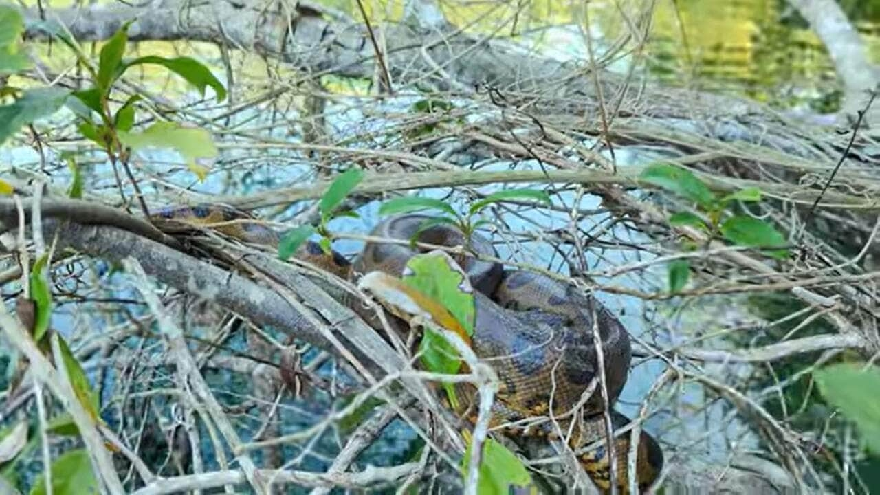 O Pantanal proporciona imagens e encontros emocionantes entre o Ser Humano e os animais. Exemplo disso foi o incrível encontro entre um guia turístico com um filhote de cobra sucuri.