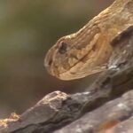 A víbora-de-russell (Daboia russelii) é uma espécie de serpente venenosa da família Viperidae. Daboia é um género monotípico de víboras venenosas do Velho Mundo