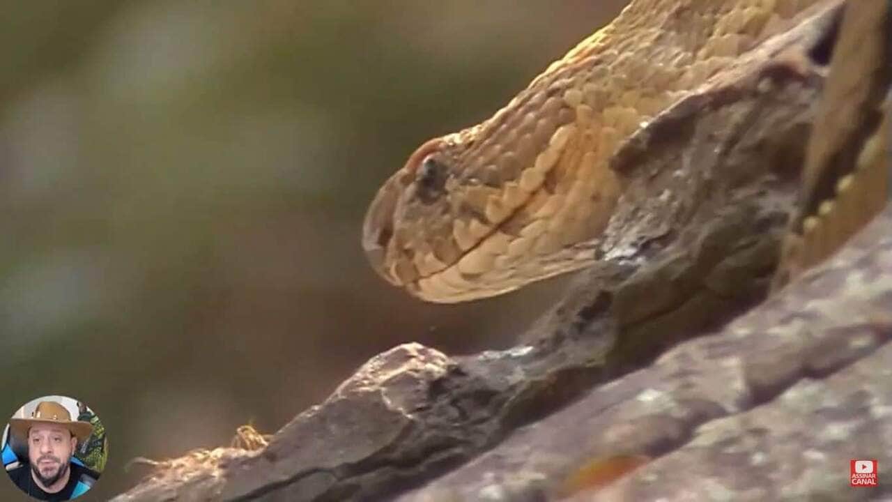 A víbora-de-russell (Daboia russelii) é uma espécie de serpente venenosa da família Viperidae. Daboia é um género monotípico de víboras venenosas do Velho Mundo