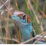 A cobra-liga comum ( Thamnophis sirtalis ) é uma espécie de cobra natricina , nativa da América do Norte