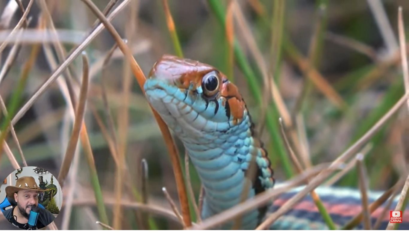 A cobra-liga comum ( Thamnophis sirtalis ) é uma espécie de cobra natricina , nativa da América do Norte