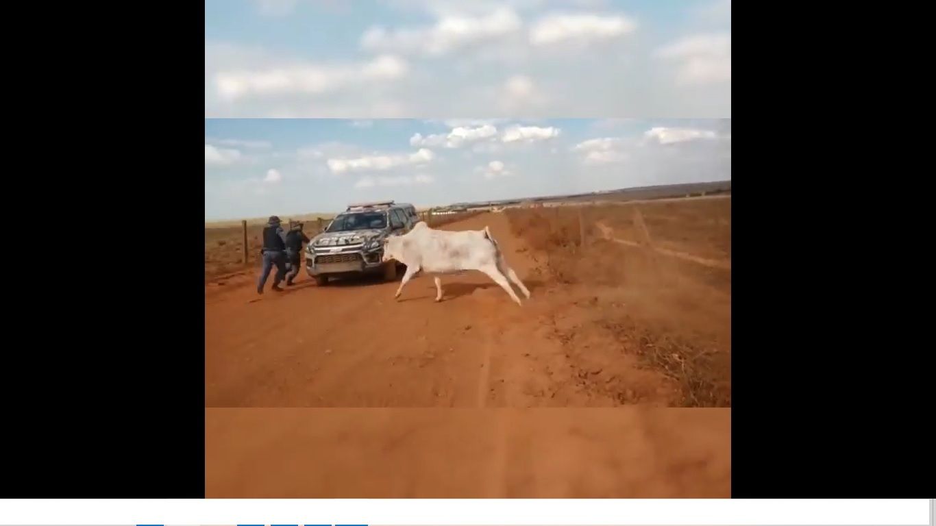 Vídeo mostra vaca correndo atrás de policiais militares