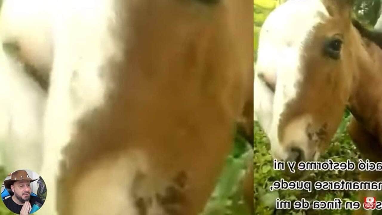 Os cavalos (Equinos) são mamíferos de médio a grande porte, com cabeças e pescoços longos com a crina. Suas pernas são finas e terminam em um casco de ungulados