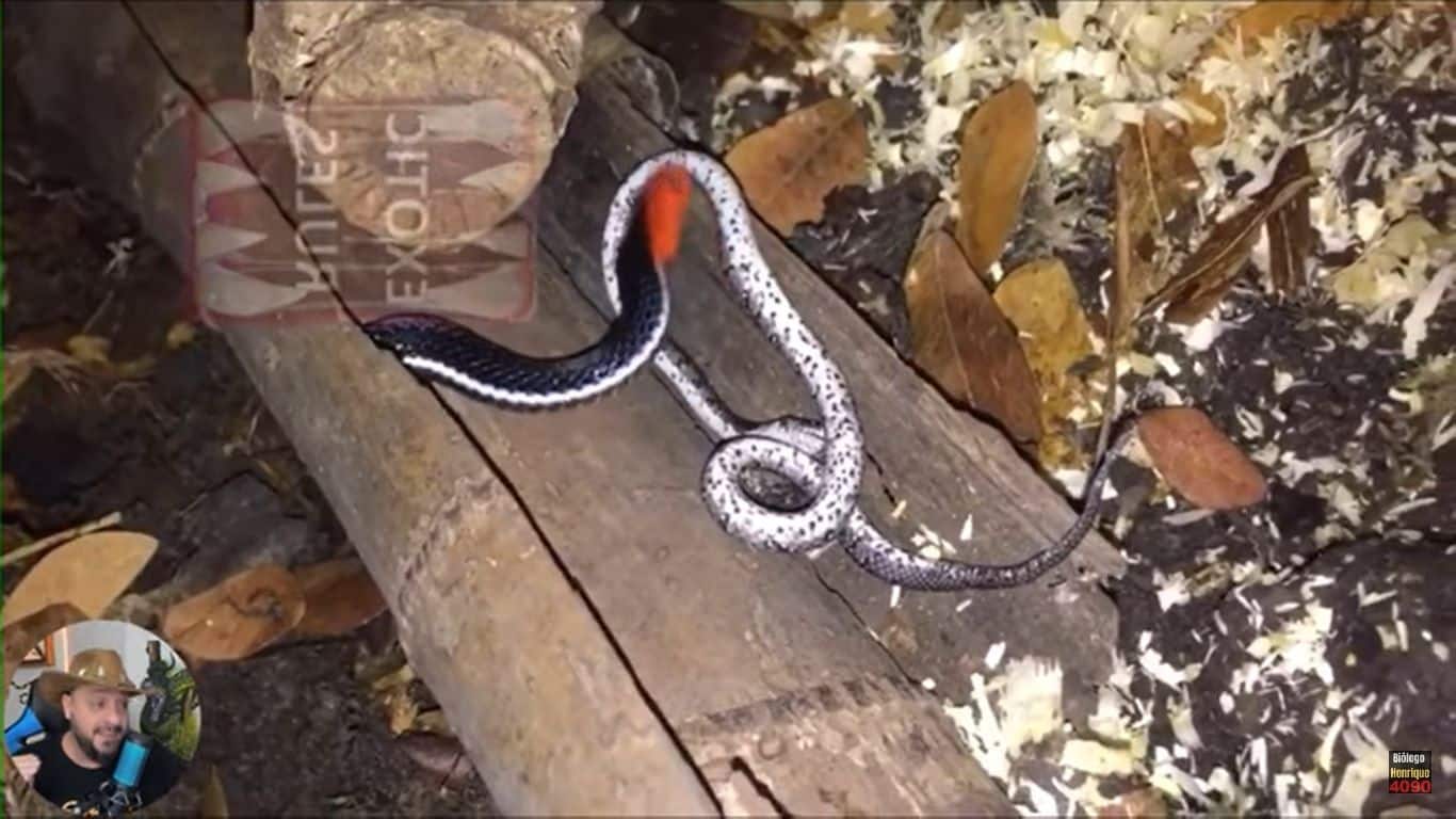 Essa cobra incomum é considerada semifossorial e é encontrada na serapilheira de florestas primárias e secundárias