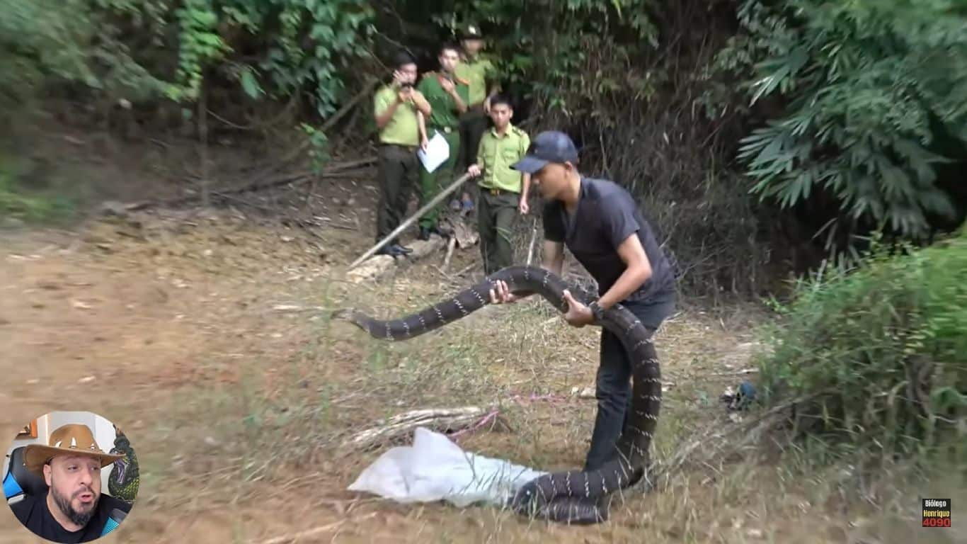 A coloração da cobra-real varia do marrom ao preto com listras brancas ou amarelas, ou ainda verde-azeitona sem listras