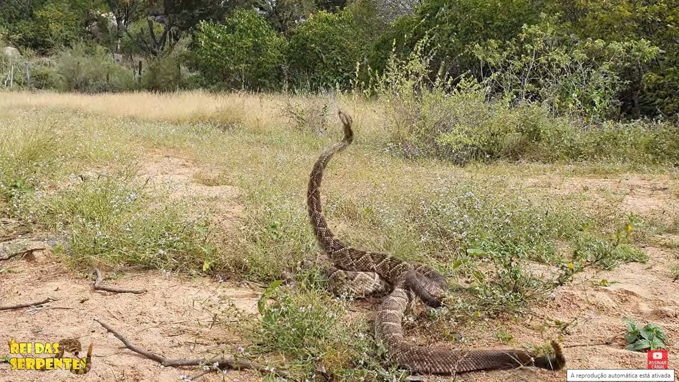 A cascavel, por razões não bem entendidas, em vez de sair completamente de sua pele antiga, mantém parte dela enrolada na cauda em forma de um anel cinzento grosseiro