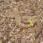 casal de cobra cascavel em clima de acasalamento