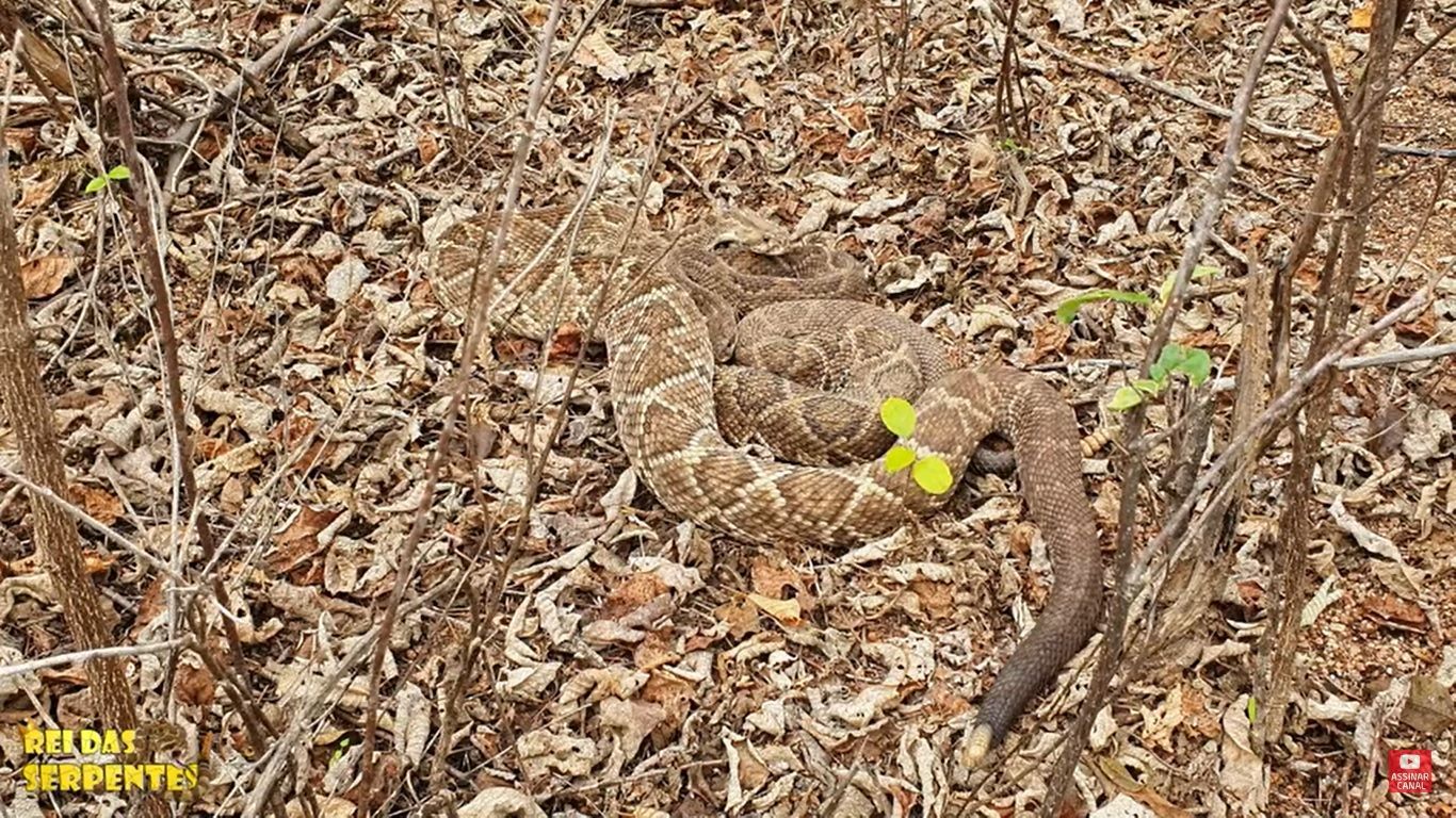 casal de cobra cascavel em clima de acasalamento