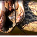 As cobras sucuris são cobras vivíparas, podendo parir mais de 50 filhotes numa gestação de oito meses, com tamanhos entre 60 cm e um metro de comprimento