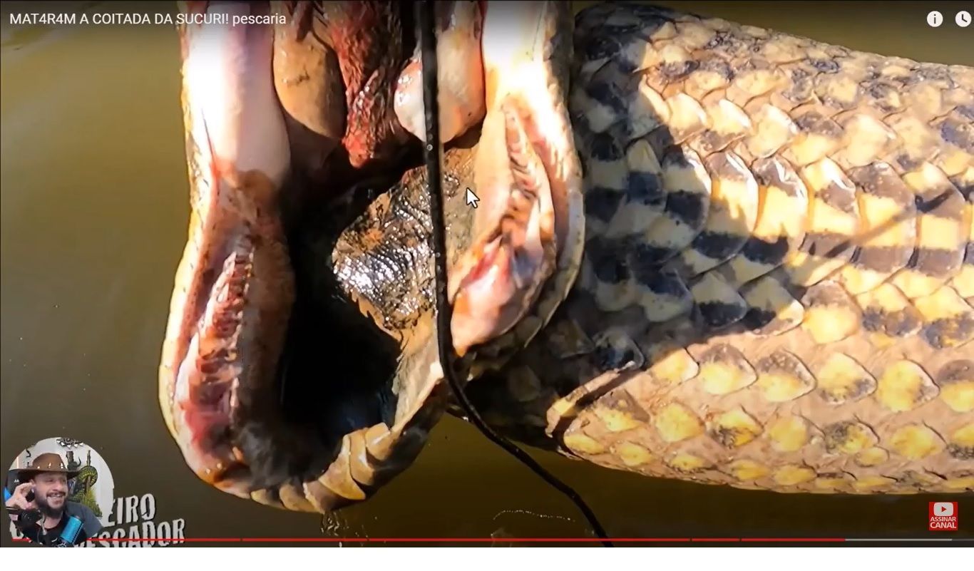 As cobras sucuris são cobras vivíparas, podendo parir mais de 50 filhotes numa gestação de oito meses, com tamanhos entre 60 cm e um metro de comprimento