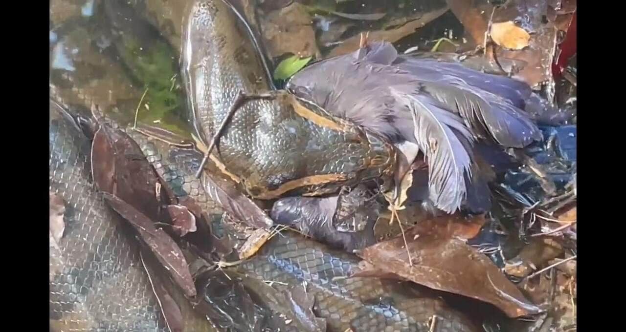 Gralha é um nome comum para vários passeriformes de pequeno tamanho e membros da família Corvidae