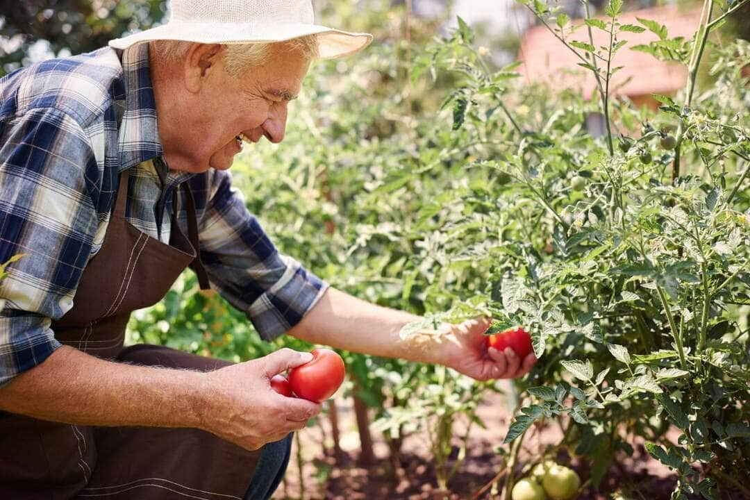 Doenças do tomate, isso realmente existe? Veja agora os fatos