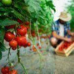 Doenças do tomate, isso realmente existe? Veja agora os fatos