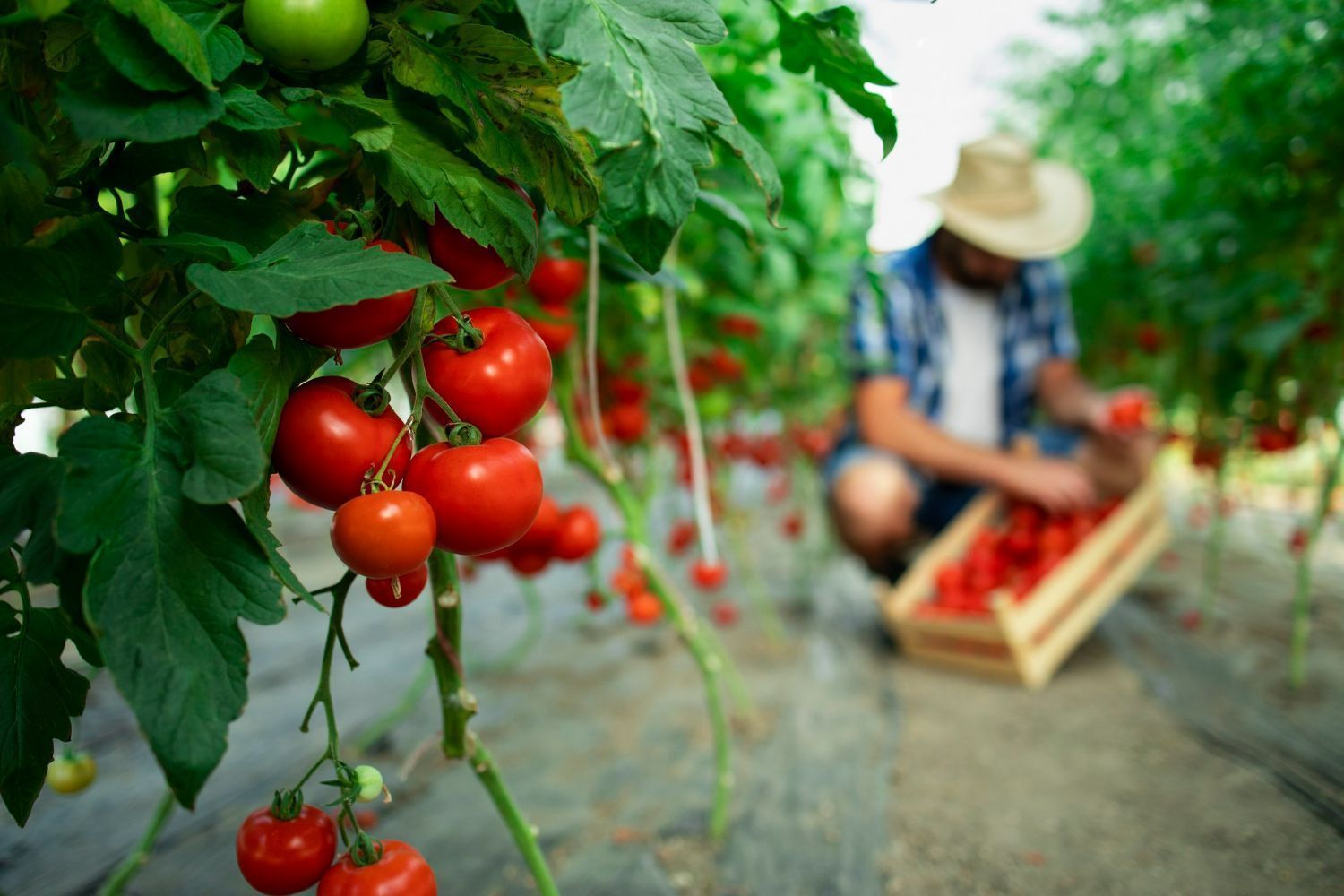 Doenças do tomate, isso realmente existe? Veja agora os fatos
